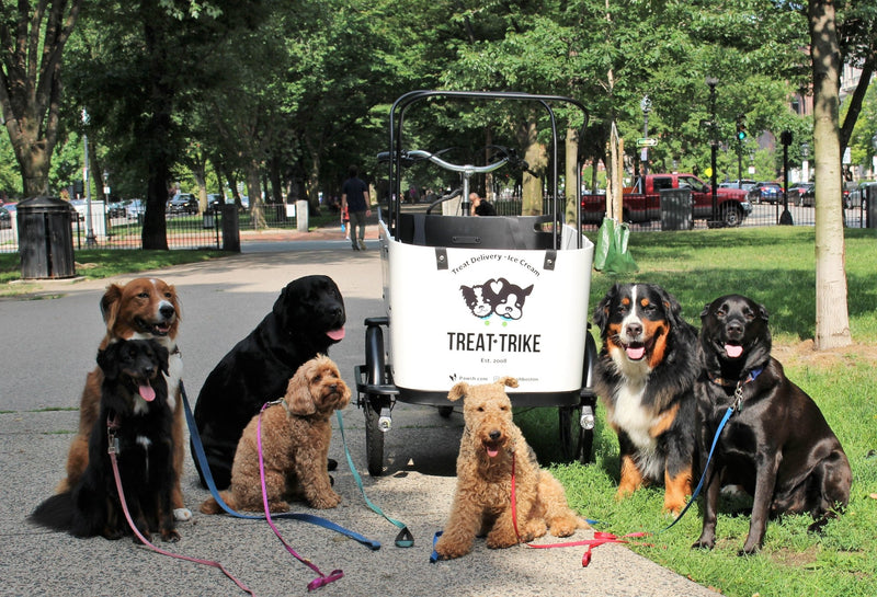Why the Ferla Family Cargo Bike is Perfect for Dog Lovers - Ferla Family - Cargo Bikes